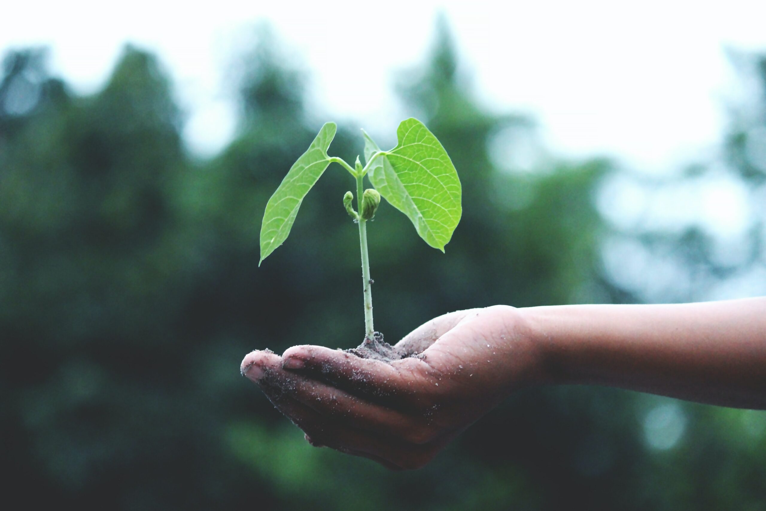 sustainable future